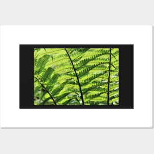 Sunlight weaving through fern fronds Posters and Art